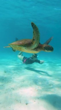 A flipped vertical shot of a Pacific green turtle underwater, diving with sea animals