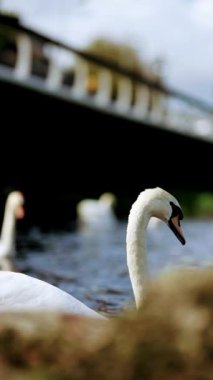A closeup of a white swan swimming in the river in Limerick, Ireland