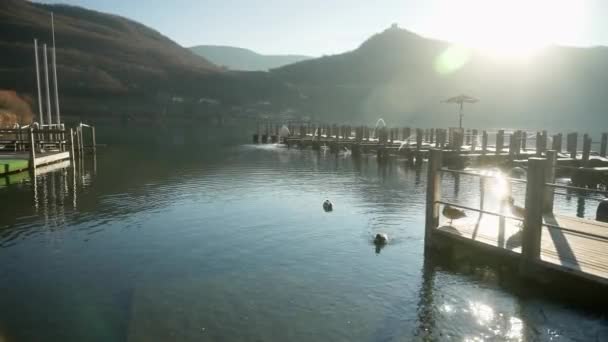 Beautiful Mallards Floating Wooden Dock Water — Video Stock