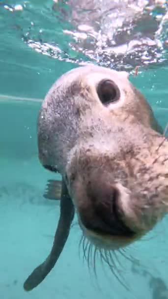 Funny Sea Lion Underwater Exciting Diving Sea Lions — Stock videók