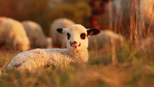 Selective Focus Shot Adorable Lamb Sitting Meadow Enjoying Weather — Stockvideo