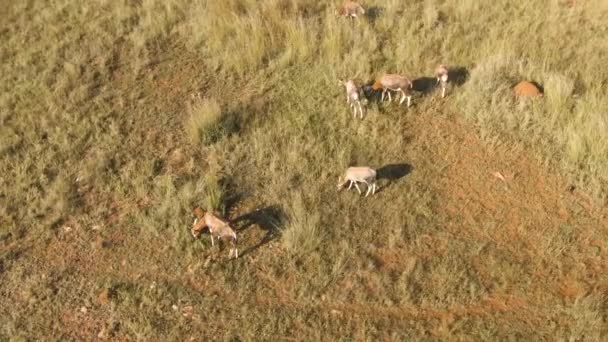 Aerial Footage Blesbuck Family Grazing Grass South Africa — ストック動画