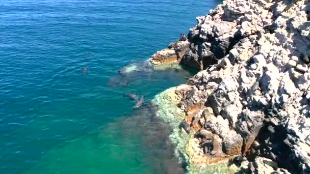 Aerial View Sea Lions Swimming Sea Coast — Αρχείο Βίντεο