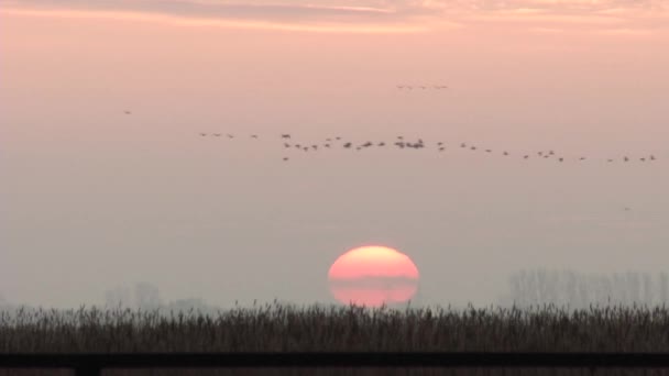 Beautiful Shot Swarms Birds Flying Sunset — Vídeo de Stock