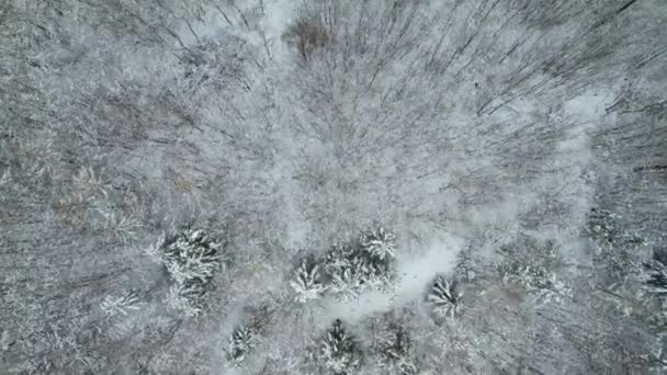 Aerial Shot Road Surrounded Leafless Forests Covered Snow Winter Bavaria — Αρχείο Βίντεο