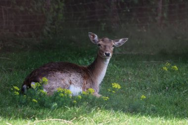 A closeup of a Deer at the edge of the forest