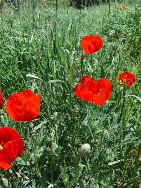Bright red poppies growing in the field
