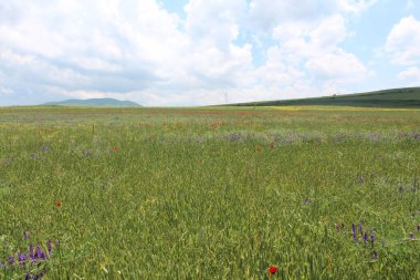 A view of greenery field with growing colorful flowers under blue bright sky