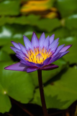 A selective focus shot of purple lotus