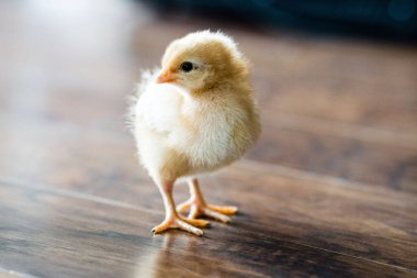 A closeup of an adorable chick on a wooden surface