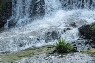 A closeup of a waterfall in a forest
