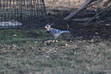 The Blue Jay eating some seeds on the green grass