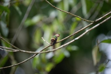A resplendent quetzal small bird perched on a branch