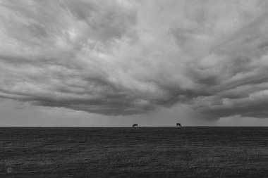 A grayscale shot of cattle grazing in the pasture on dark cloudy sky background