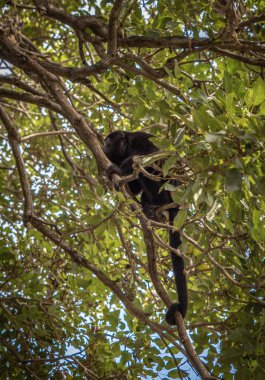 A vertical shot of a monkey on the tree in the jungle in Costa Rica