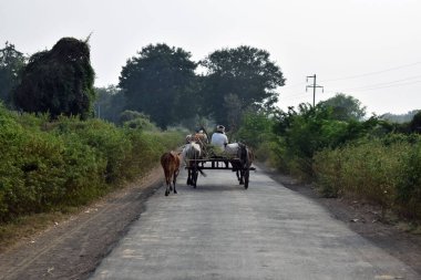 Rural area Road And Trees In Forest with bullock cart at the corner
