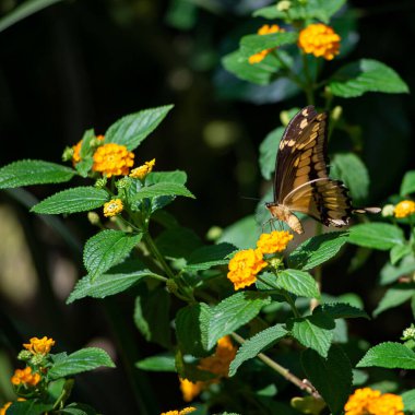 A closeup of a butterfly on lantana flowers in a garden