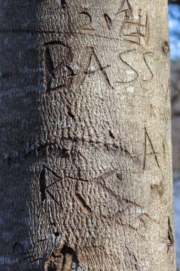 A vertical shot of words and letters carved on a tree