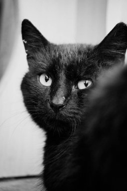 A grayscale shot of a mysterious black cat