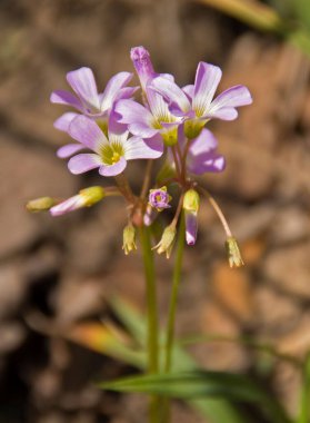 A closeup of Mountain Vilotes bloom in Birmingham, Alabama