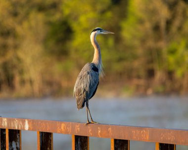A great blue hero standing on rusty metal fence and watching the river with blurred background