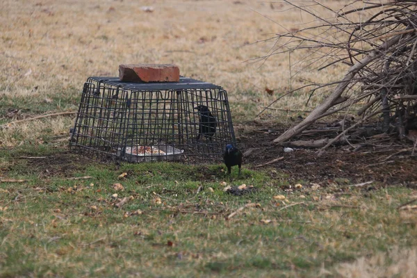 Beautiful View Cute Black Crow Field — Stok fotoğraf