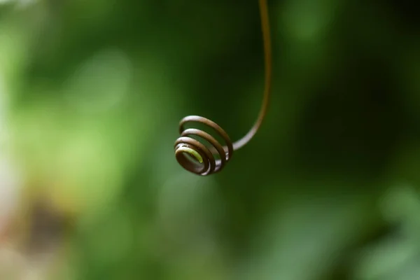 A close up of tendril of plant in garden with natural blurred background