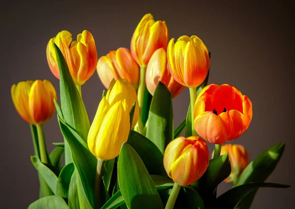 Beautiful Shot Tulips Orange Yellow Colors — Stock Photo, Image