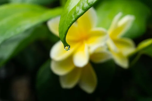 Exotic Flowers Tropical Countries Yellow White Plumeria Blossom Branch Green — Foto de Stock