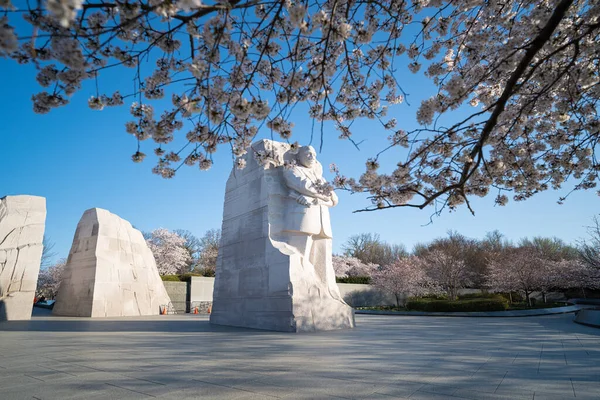 Mlk Memorial Washington Fully Bloomed Cherry Blossoms Foreground — ストック写真