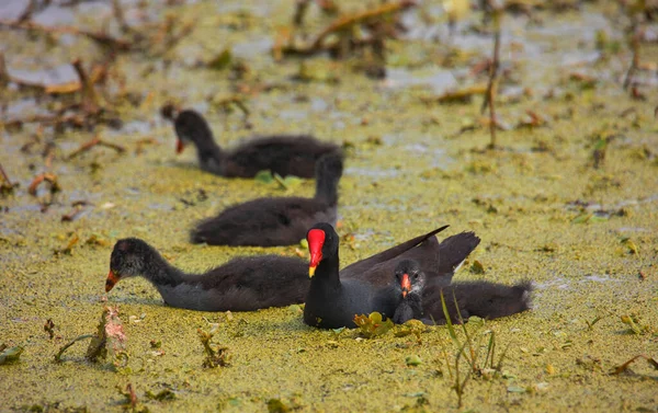 Beautiful Shot Some Moorhen Chicks Water — Stock Photo, Image