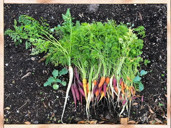 Colorful organic carrots in garden bed.
