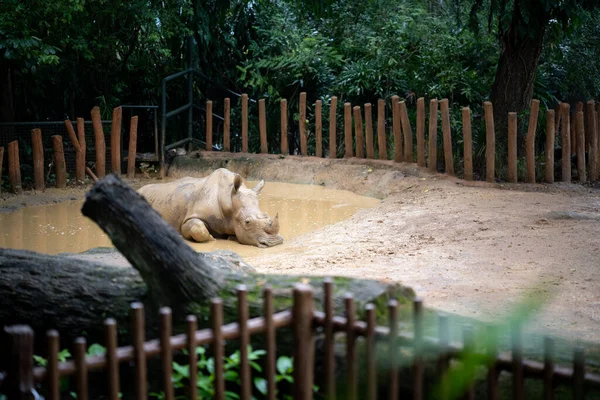 Rhinoceros Resting Mud Pool Lower Its Body Temperature Hot Day — Stok fotoğraf