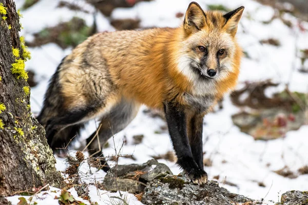 Closeup Shot Furry Fox Snowy Forest Cold Winter Day — Stok fotoğraf