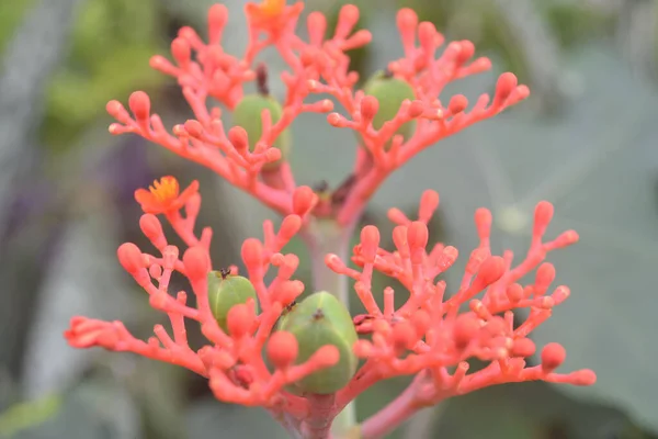 Selective Focus Shot Jatropha Nettlespurge — Fotografia de Stock