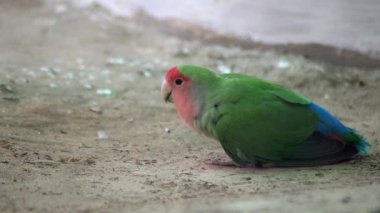 A closeup view of a happy Rose-ringed parakeet enjoying the food on the ground