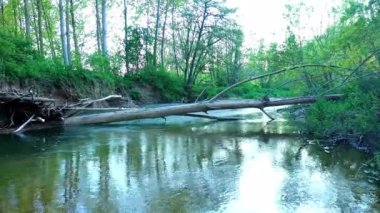 A closeup of a Poplar tree in Ega river in Navarre, Spain