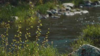 A beautiful shot of a river in Ardeche, France