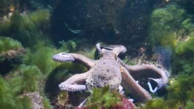 An underwater scene with coral reef and octopus