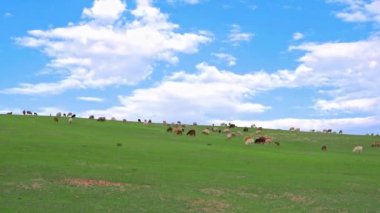 A time lapse of flock of sheep graze on a green pasture