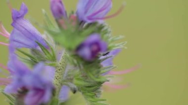 A closeup of blueweed with ants on the green blurred background