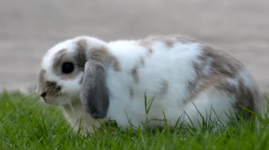 A closeup of a rabbit digging the ground and eating grass