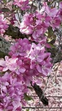 The closeup footage of Malus floribunda, the Japanese flowering crabapple.