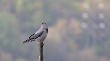 A closeup of Corvus Cornix bird standing on a tree with a blurry background