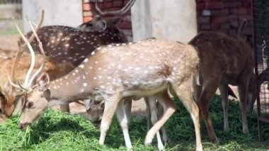 Spotted deer pasturing on a sunny day in Punjab, India
