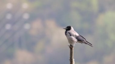 A shallow focus of Corvus Cornix bird standing on a tree with a blurry background