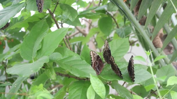 Closeup Shot Beautiful Lemon Pansy Butterfly Precis Lemonias Perched Green — Vídeo de Stock