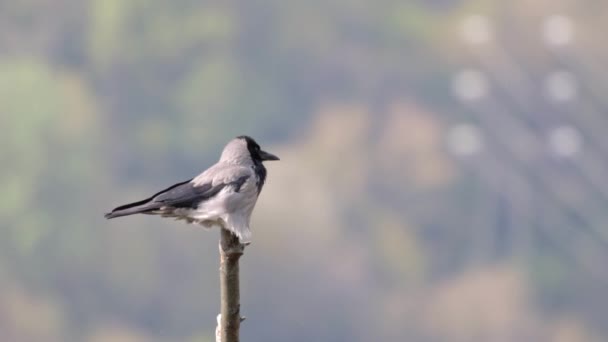 Closeup Corvus Cornix Bird Standing Tree Blurry Background — Vídeo de Stock