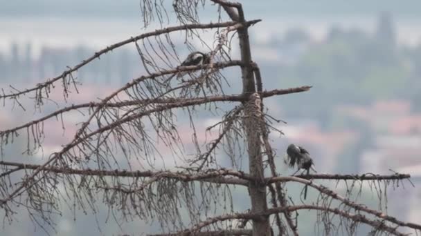 Slow Motion Corvus Cornix Bird Standing Tree Branch Blurry Background — Vídeos de Stock
