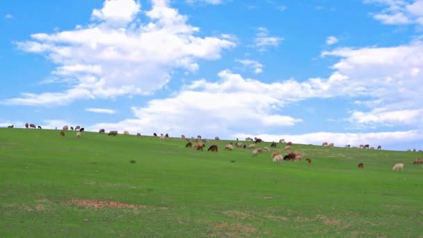Time Lapse Flock Sheep Graze Green Pasture — Wideo stockowe